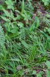 Fibrousroot sedge